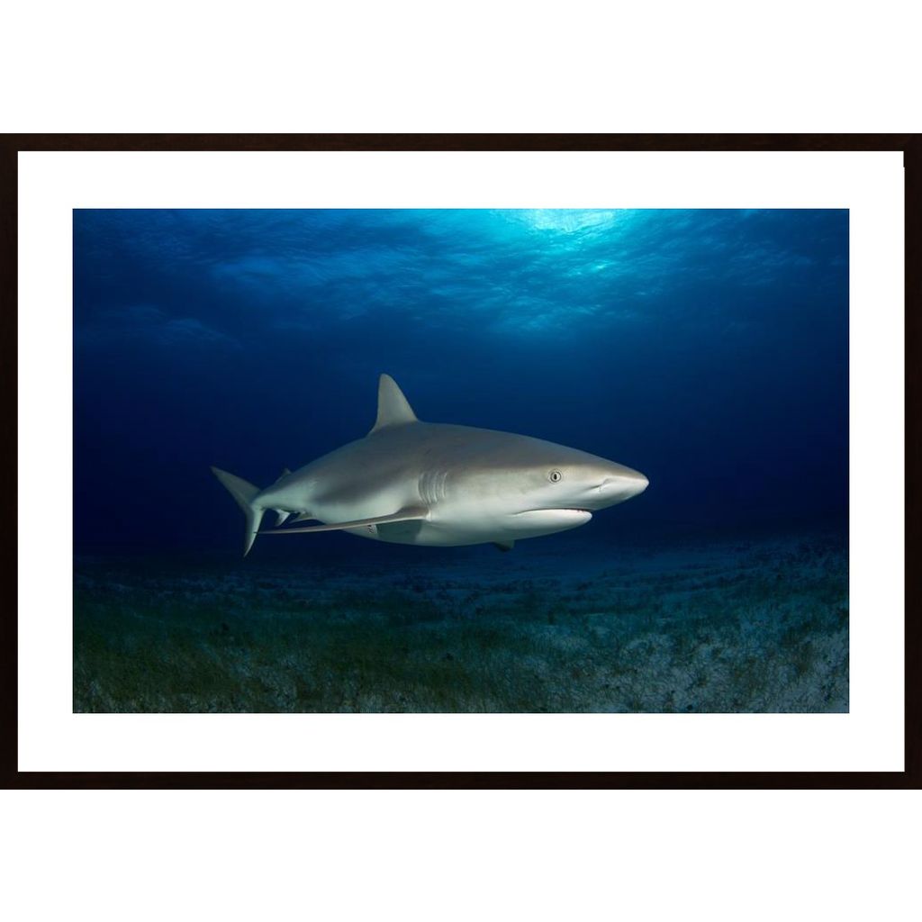 Caribbean Reef Shark Affiche