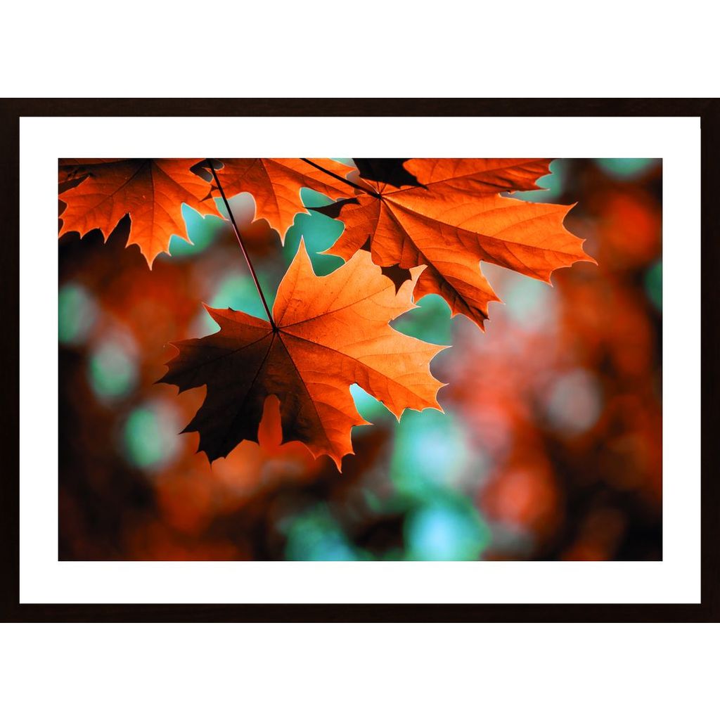 Beautiful Leaves In Autumn Poster