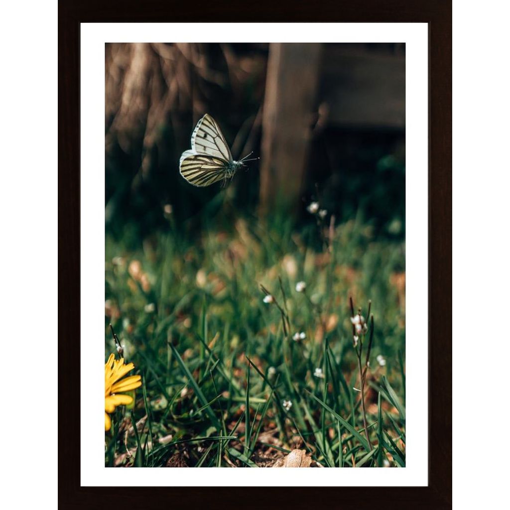 Butterfly On Adventure Poster