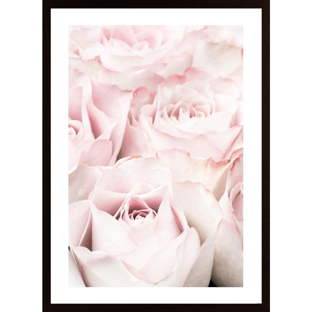 Pink Roses 05 Plakát