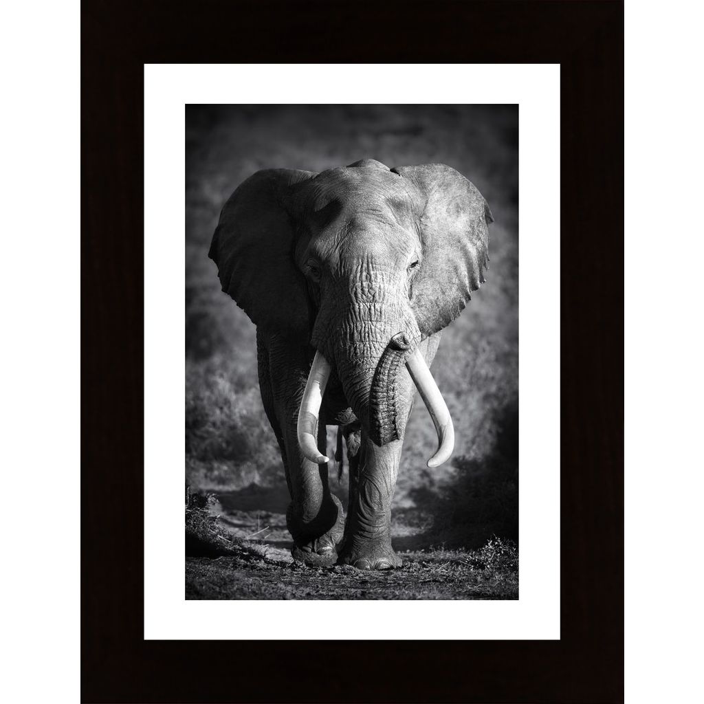 Elephant Bull Poster