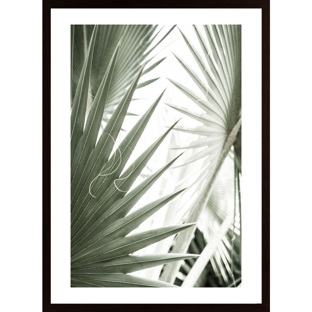 Palm Leaves Plakát