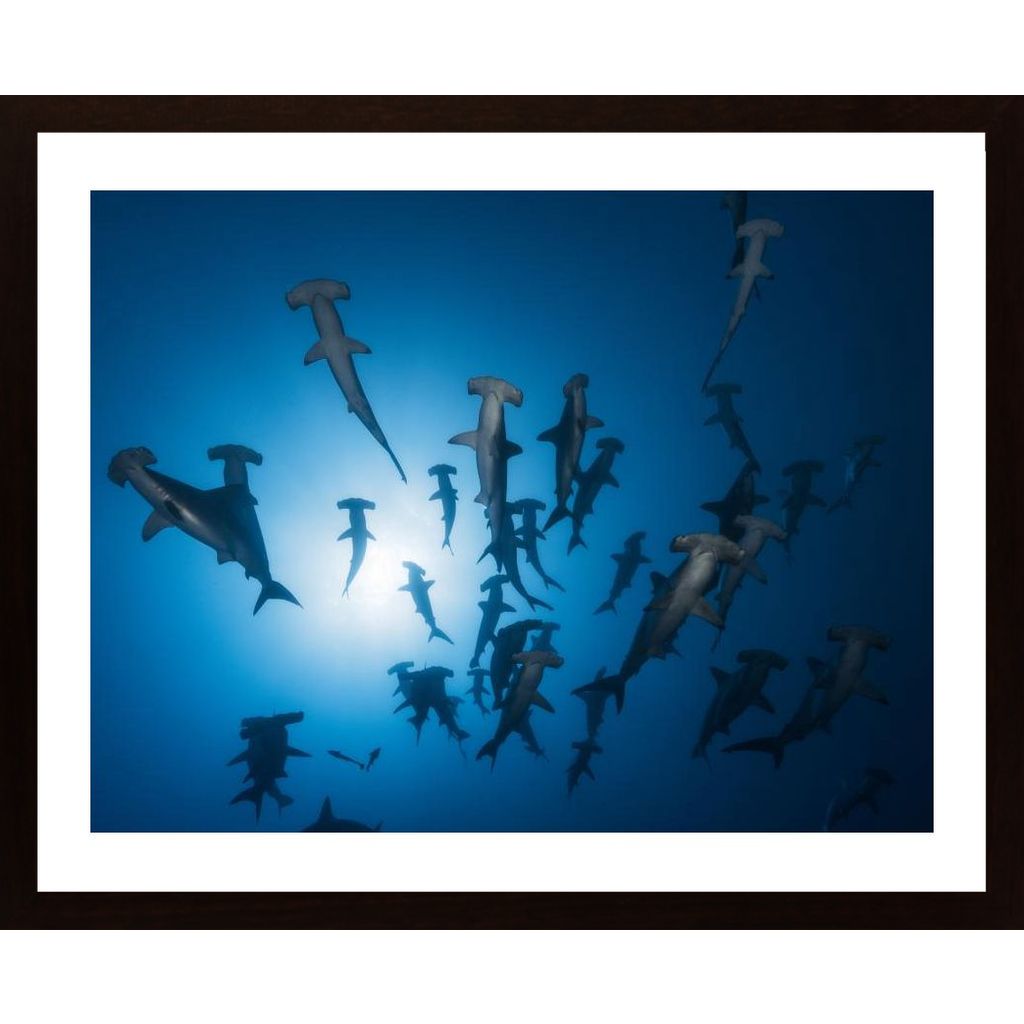 Hammerhead Shark - Underwater Photography Affiche