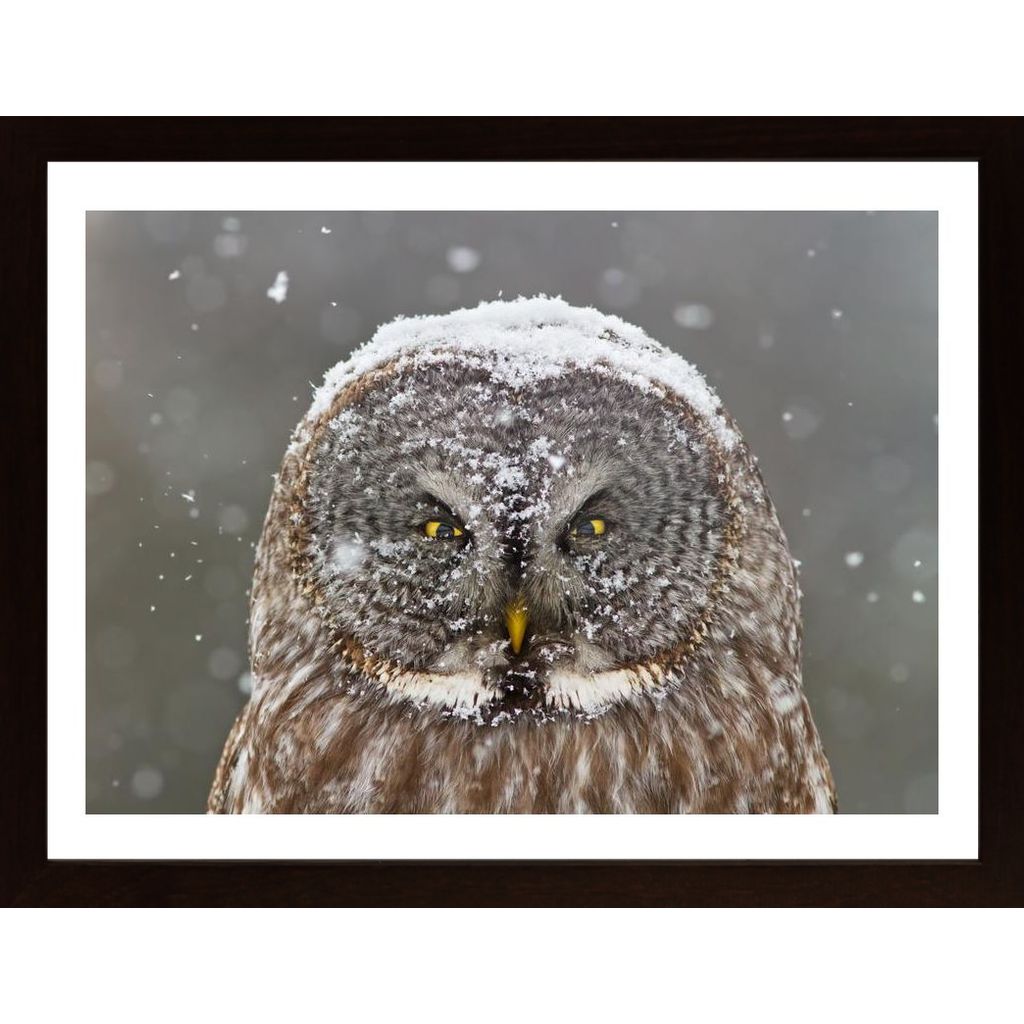 Great Grey Owl Winter Portrait Poster