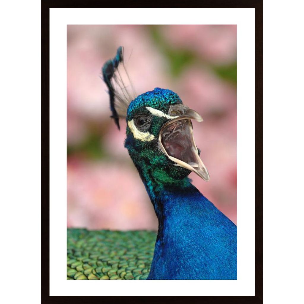 Indian Peacock Poster
