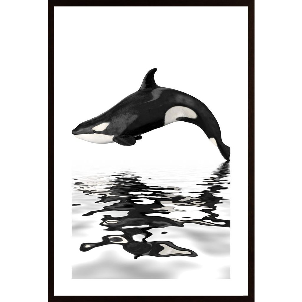Whale With Reflection Poster