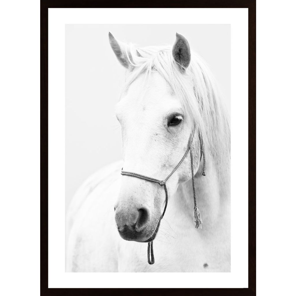 White Horse Affiche