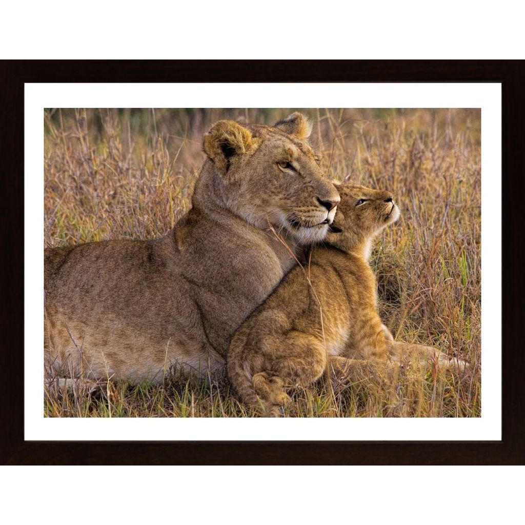 Baby Lion With Mother Poster