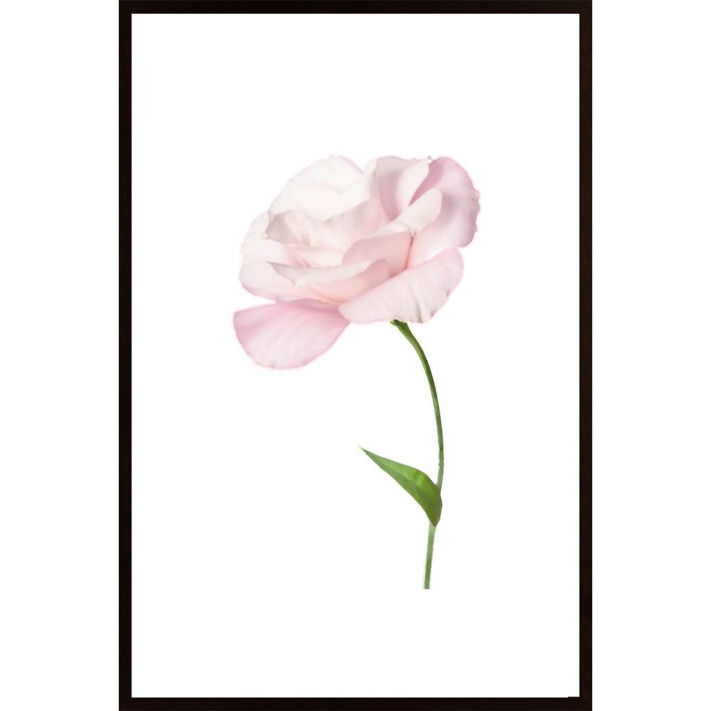 Eustoma Flower Plakát