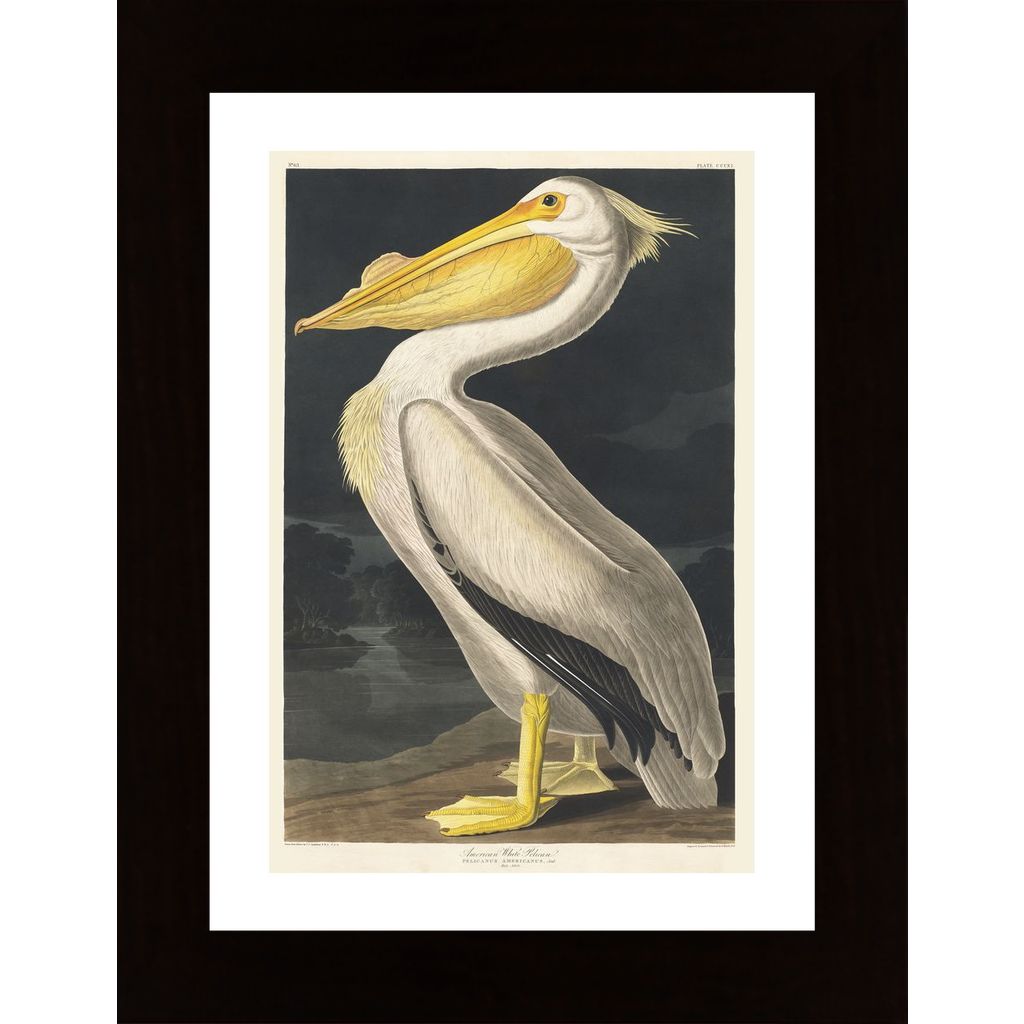 White Pelican Affiche