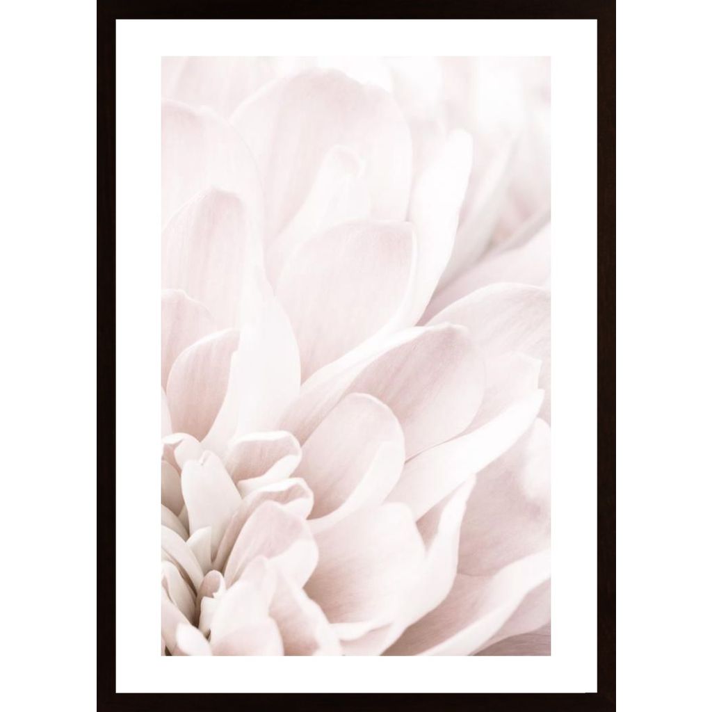 Chrysanthemum No 04 Plakát