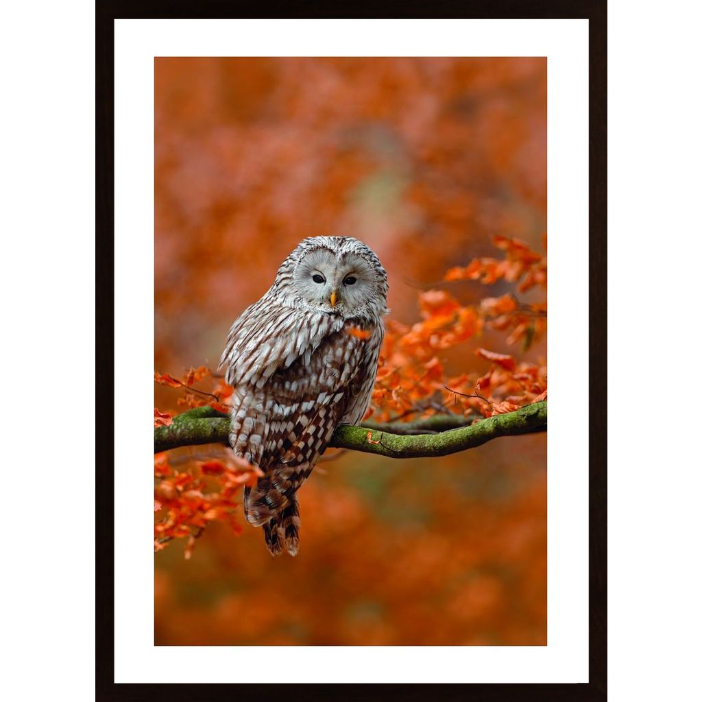 Owl In Autumn Tree Affiche