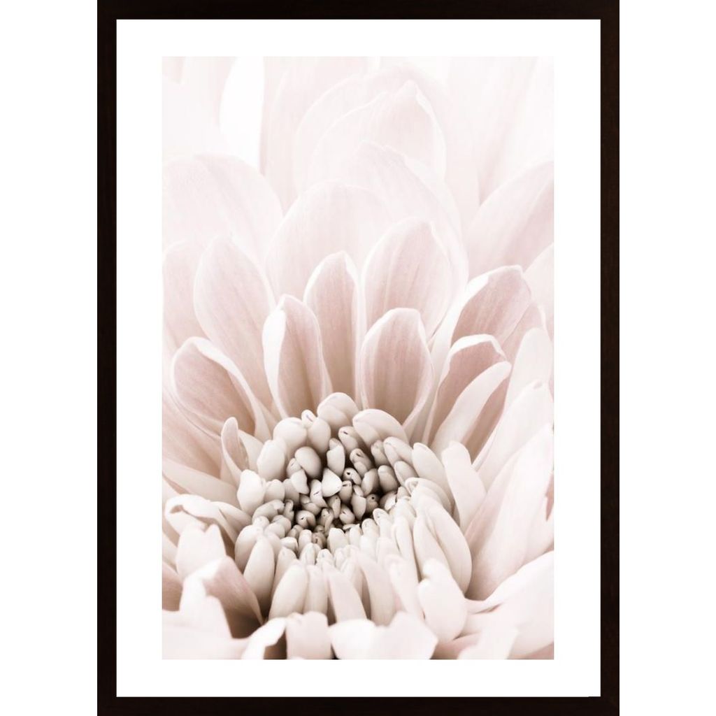 Chrysanthemum No 06 Plakát