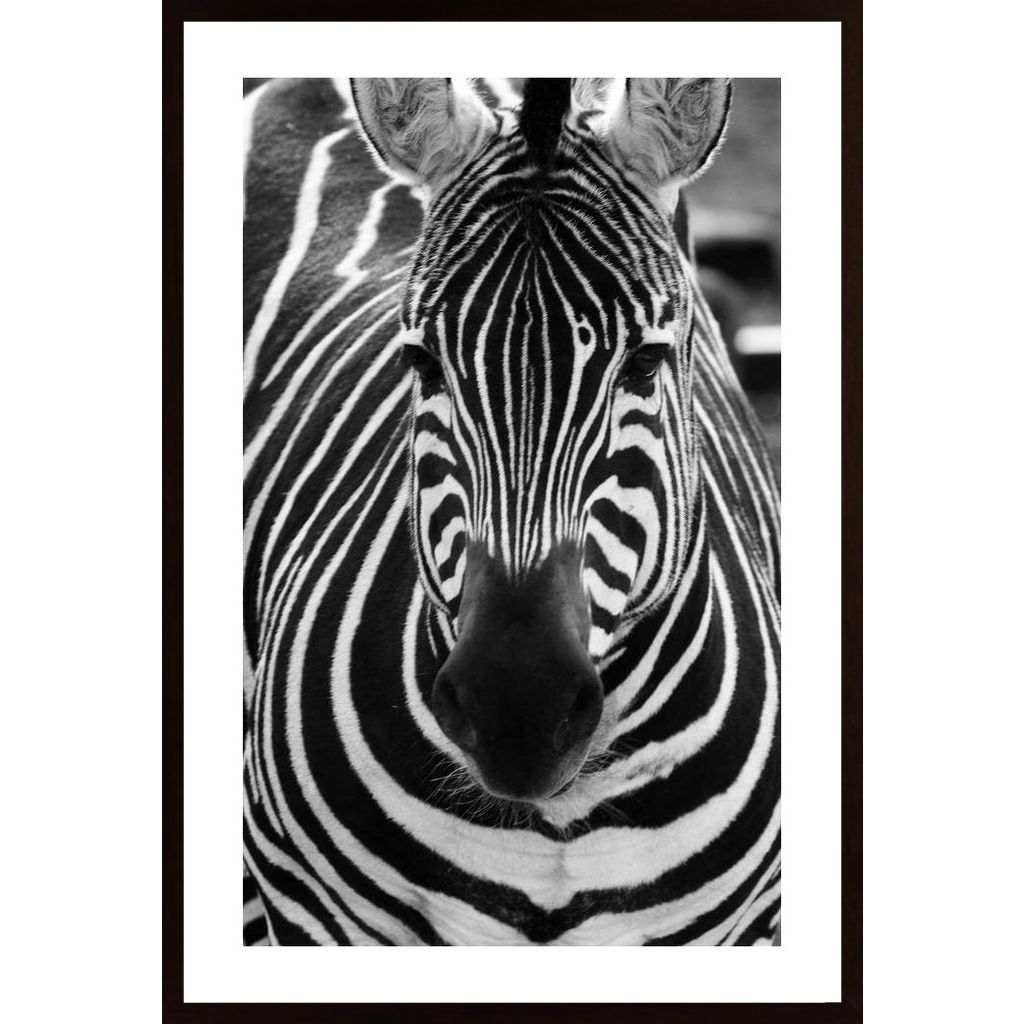 Striped Zebra Poster