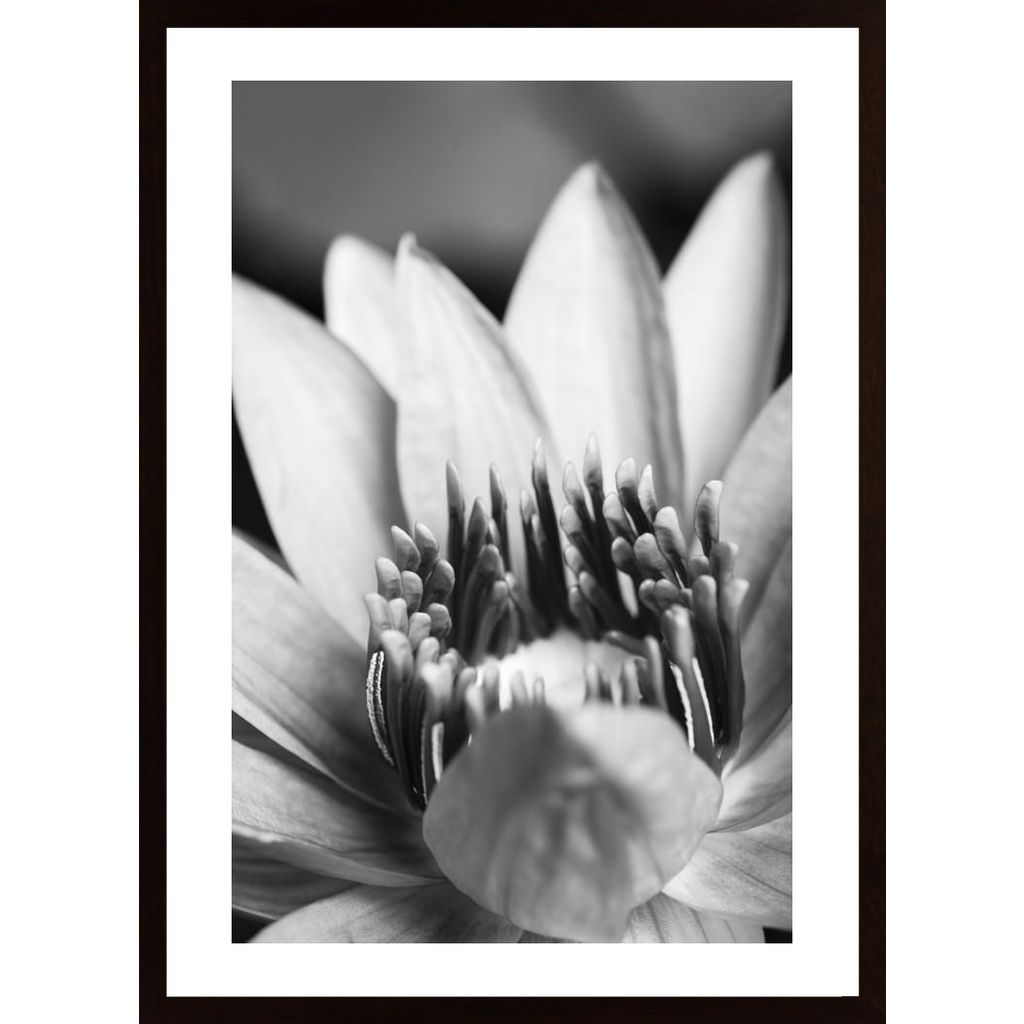 Flower, Close Up Plakát