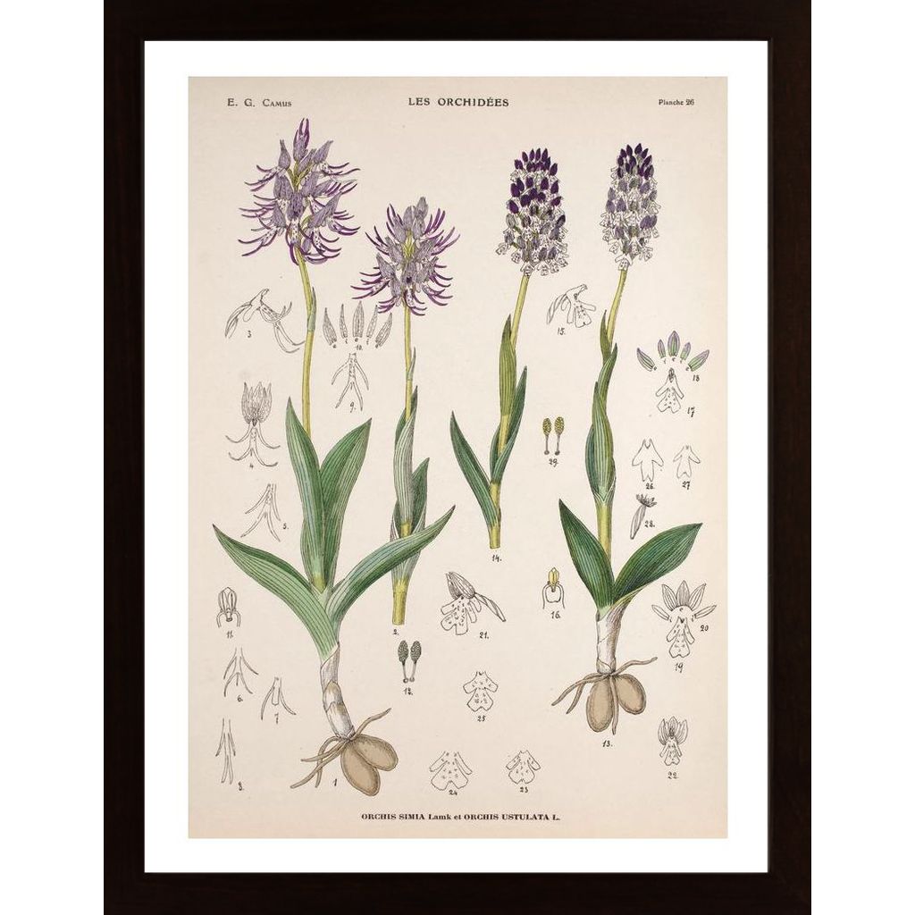 Vintage Flower Orchis Poster