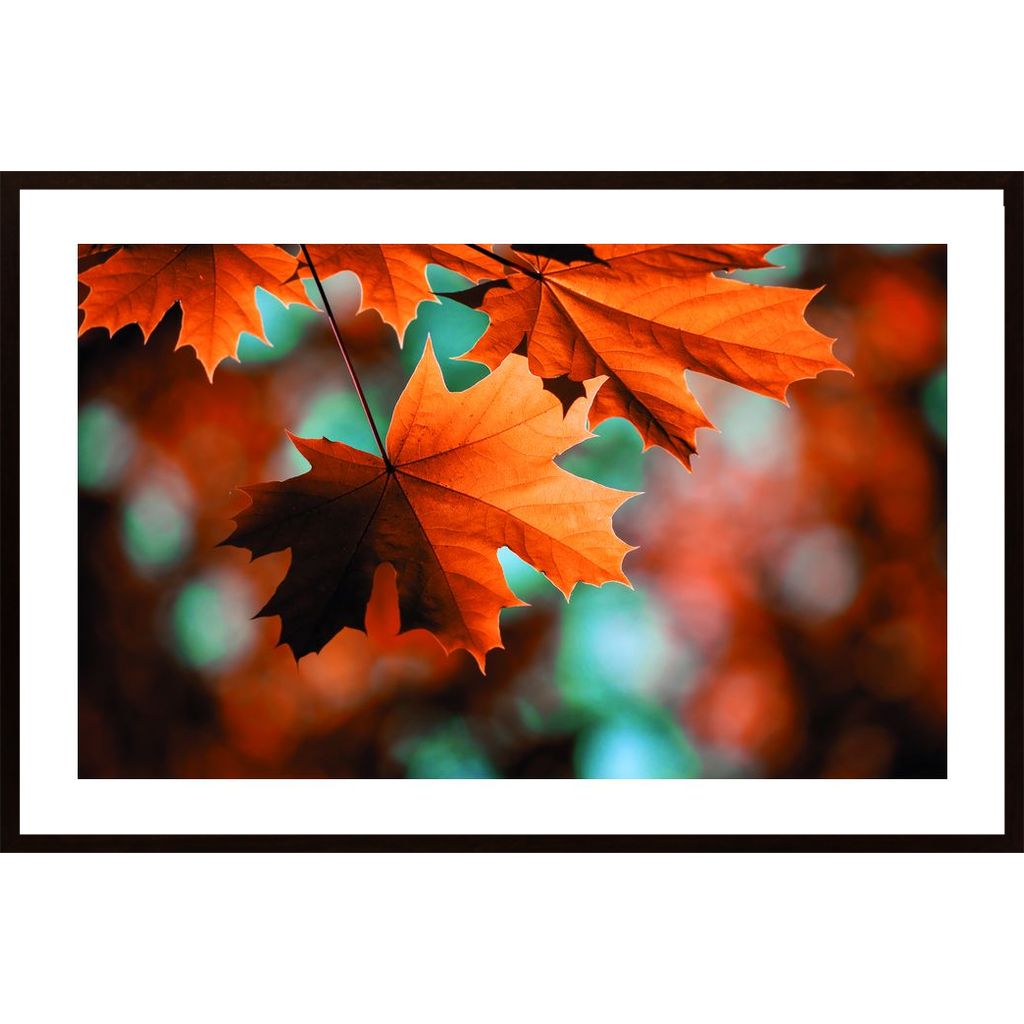 Beautiful Leaves In Autumn Plakát