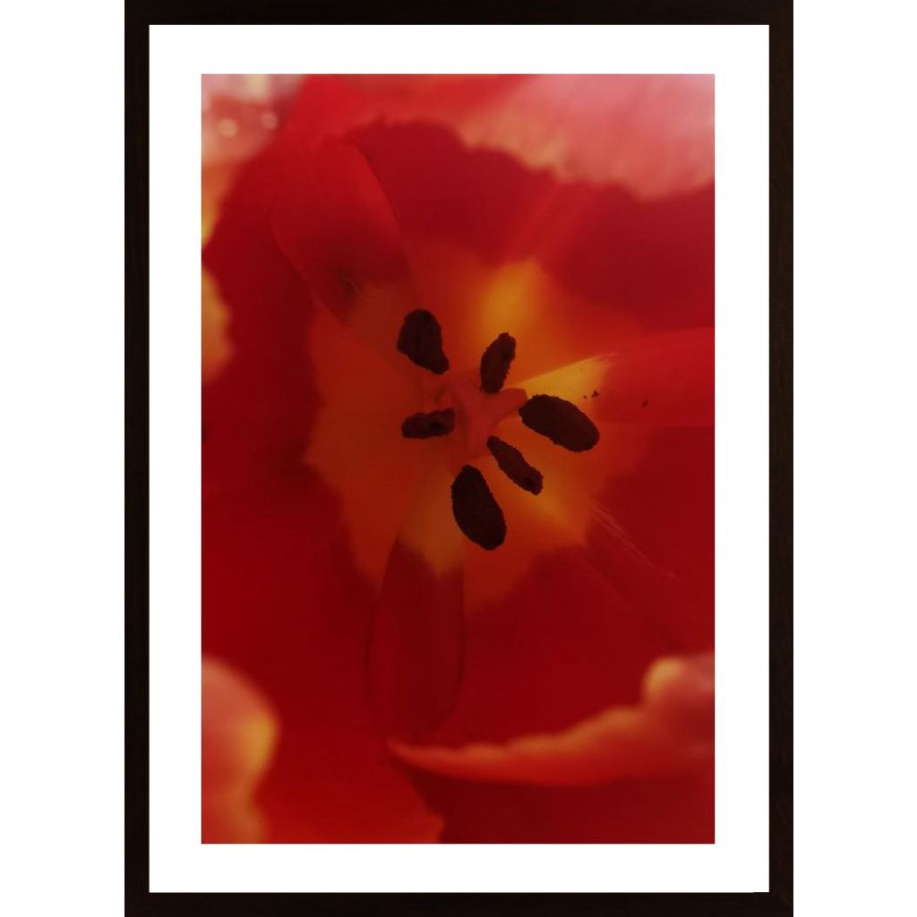 Tulip Plakát