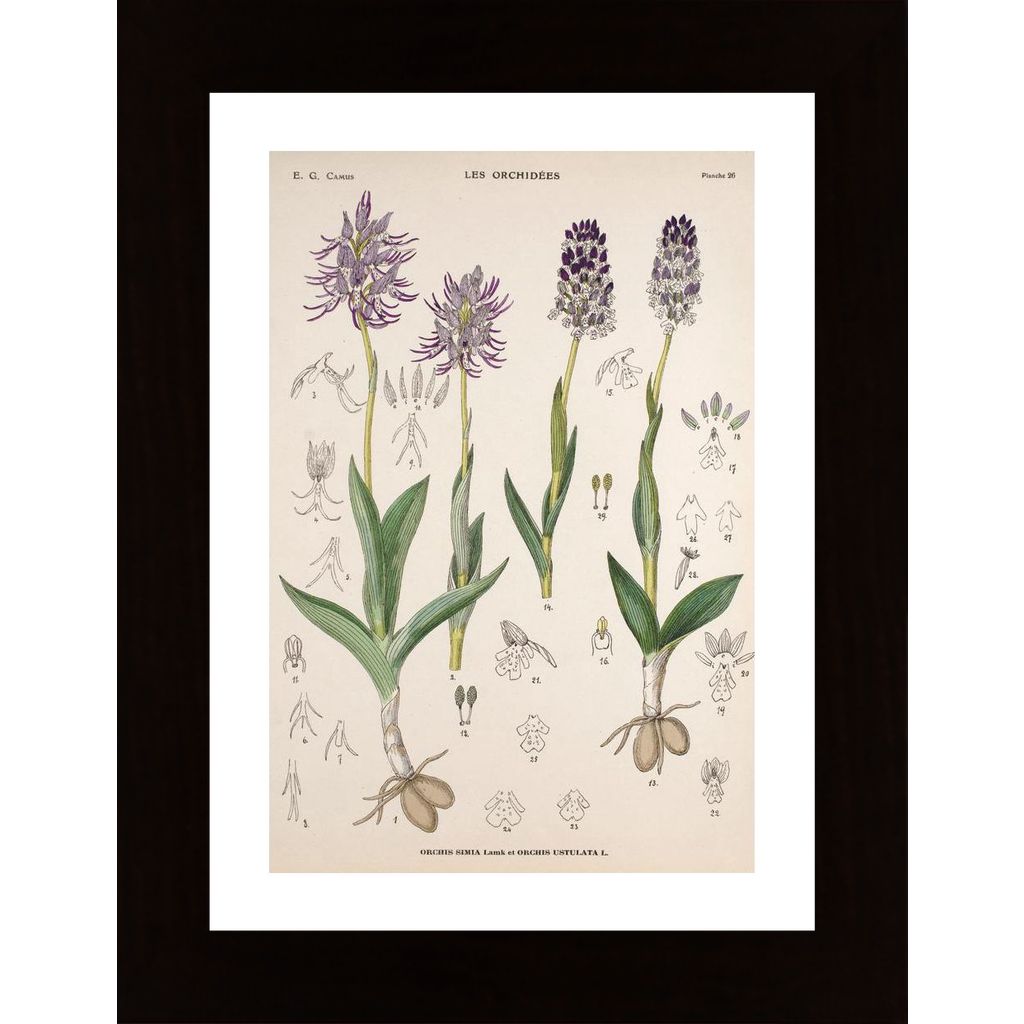 Vintage Flower Orchis Poster