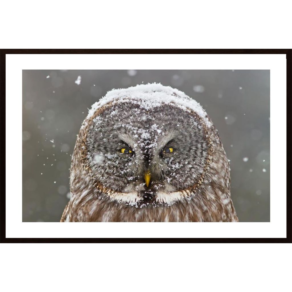 Great Grey Owl Winter Portrait Poster