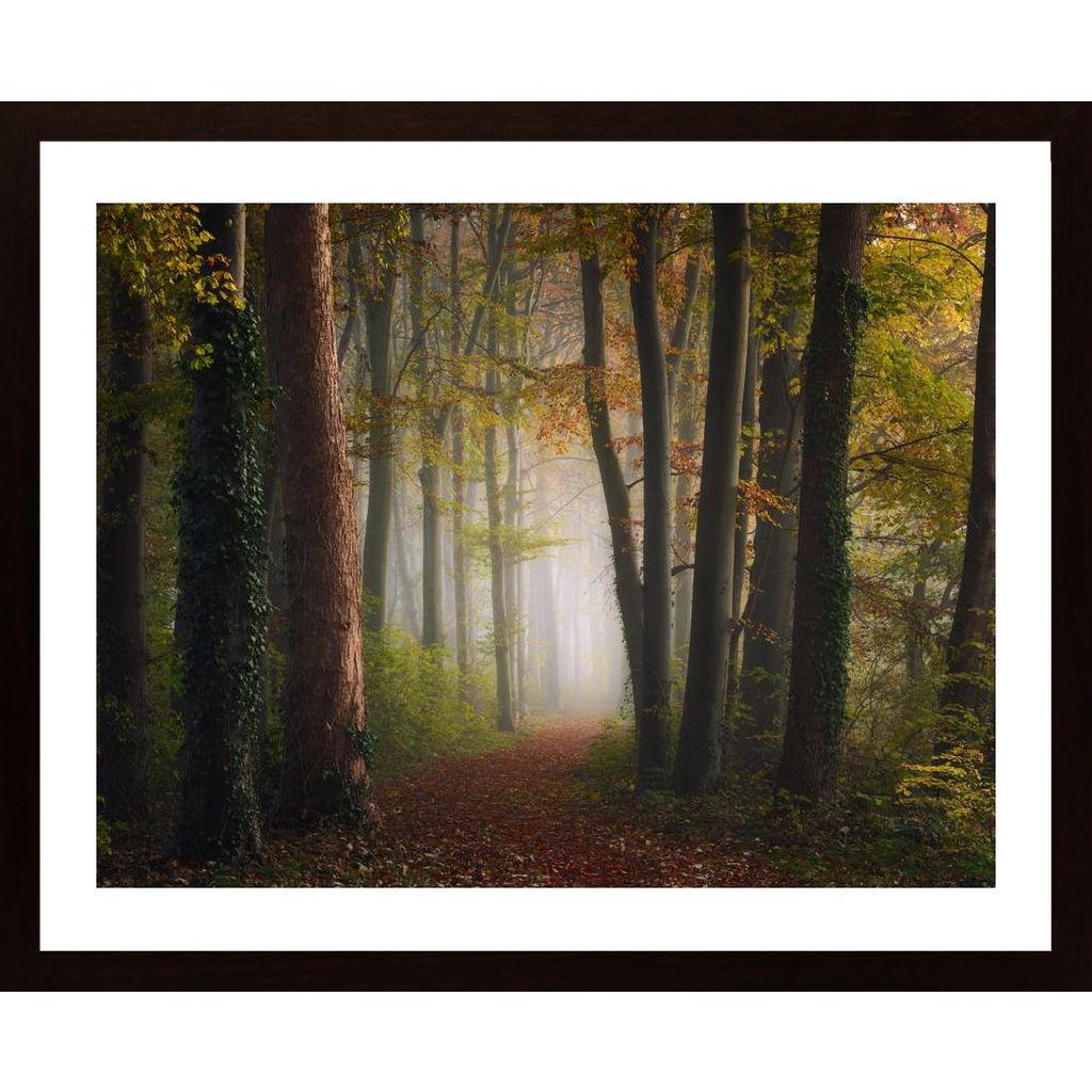 Autumn Colorful Forest Poster