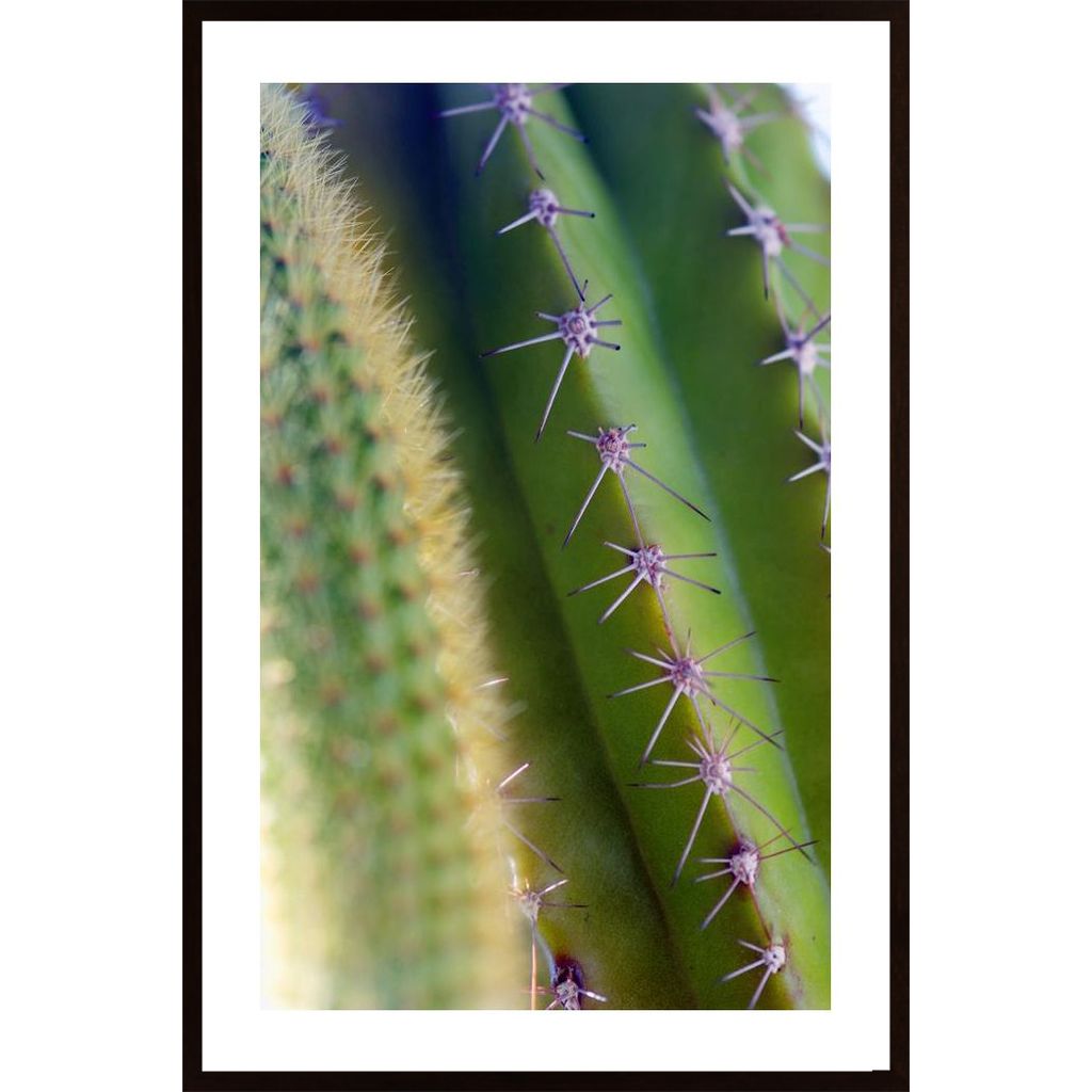 Kolce Kaktusa Poster