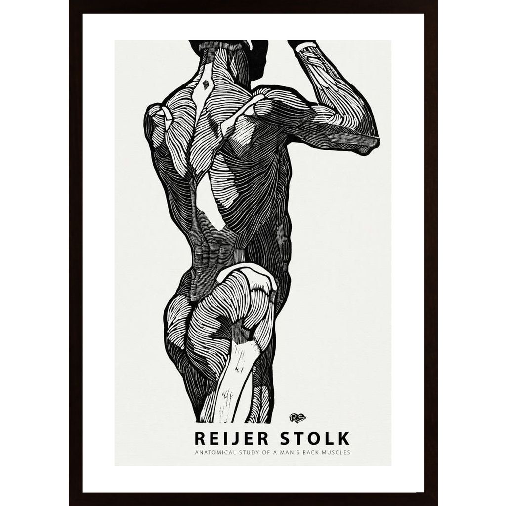 Stolk - Anatomical 2 Affiche