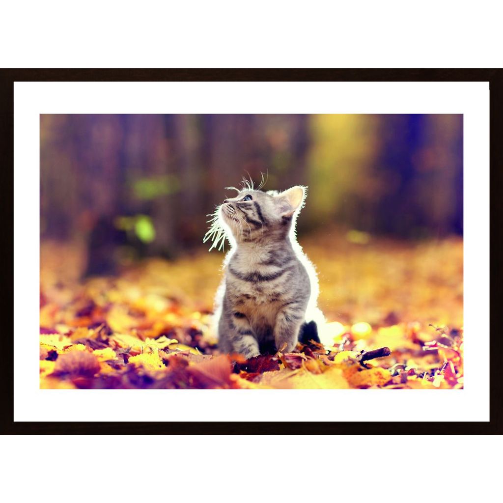 Cat In Autumn Woods Affiche
