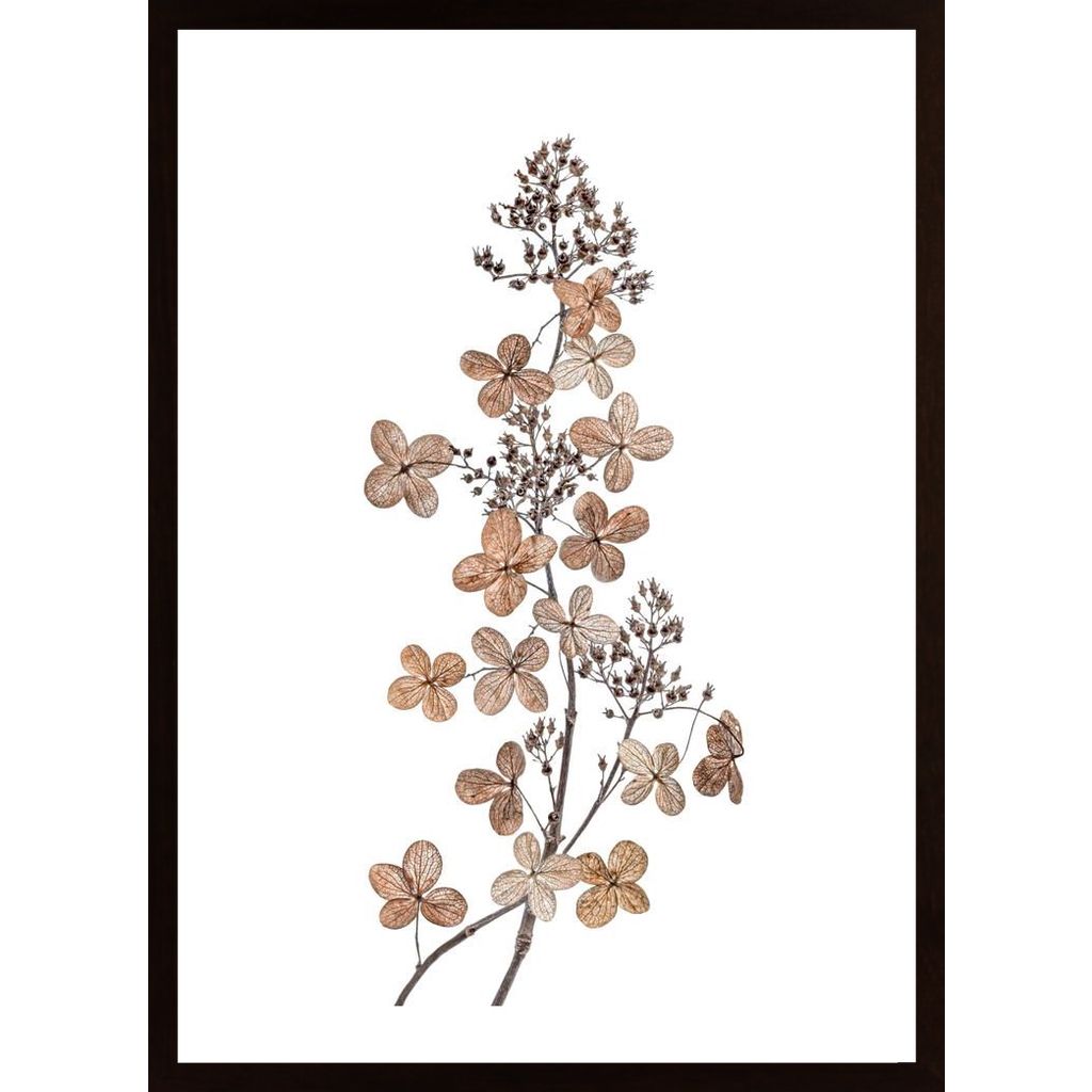 Hydrangea Paniculata Plakát