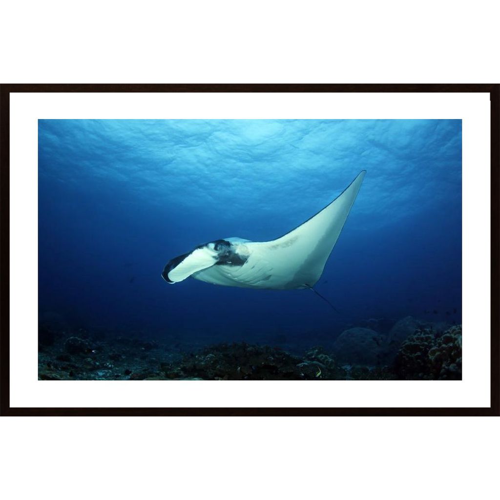Oceanic Manta Ray Affiche