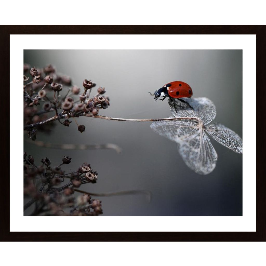 Ladybird On Hydrangea Affiche