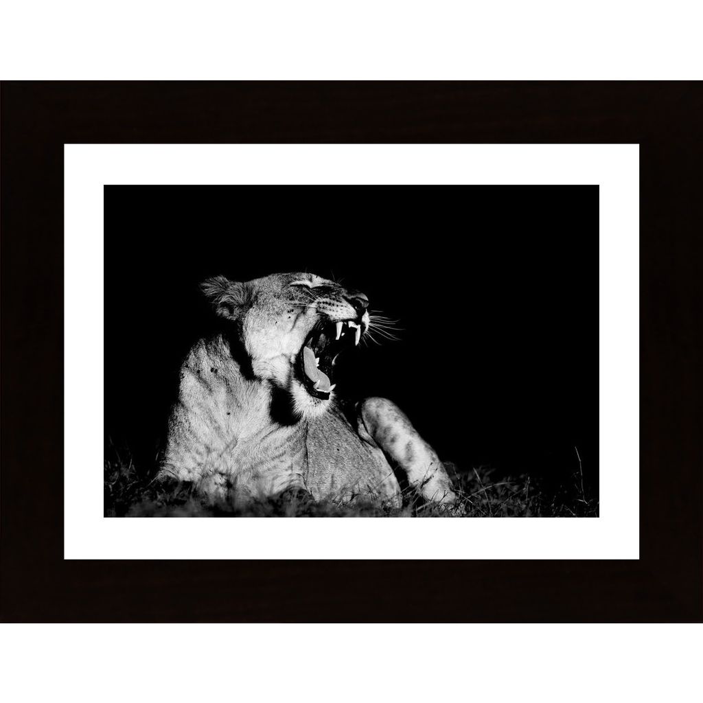 Yawning Lion Plakát