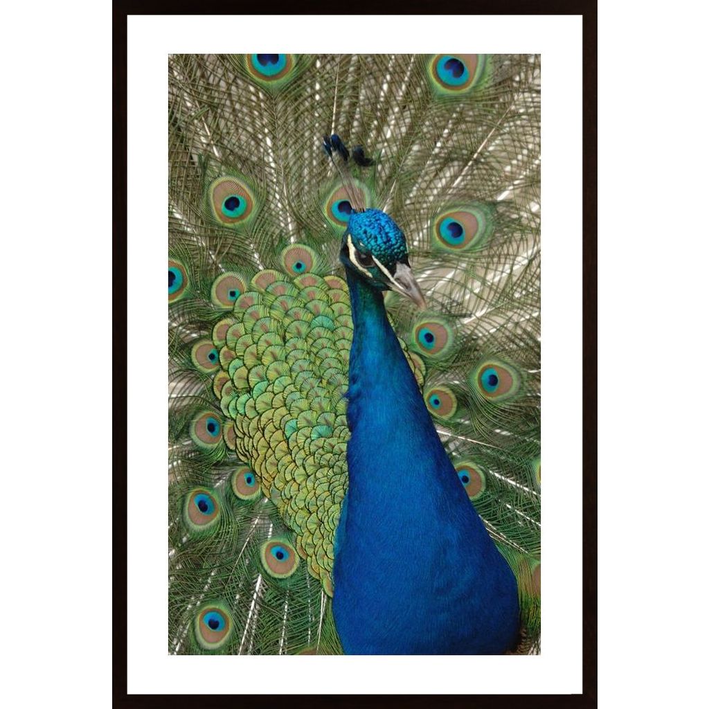 Peacock Portrait Poster