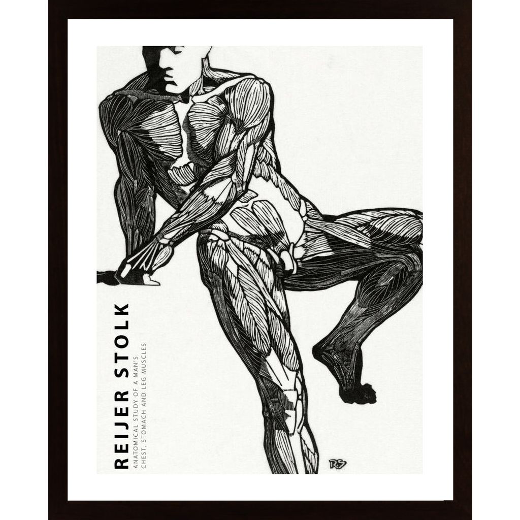 Stolk - Anatomical 3 Plakát