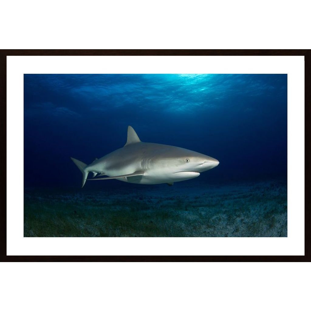 Caribbean Reef Shark Plakát