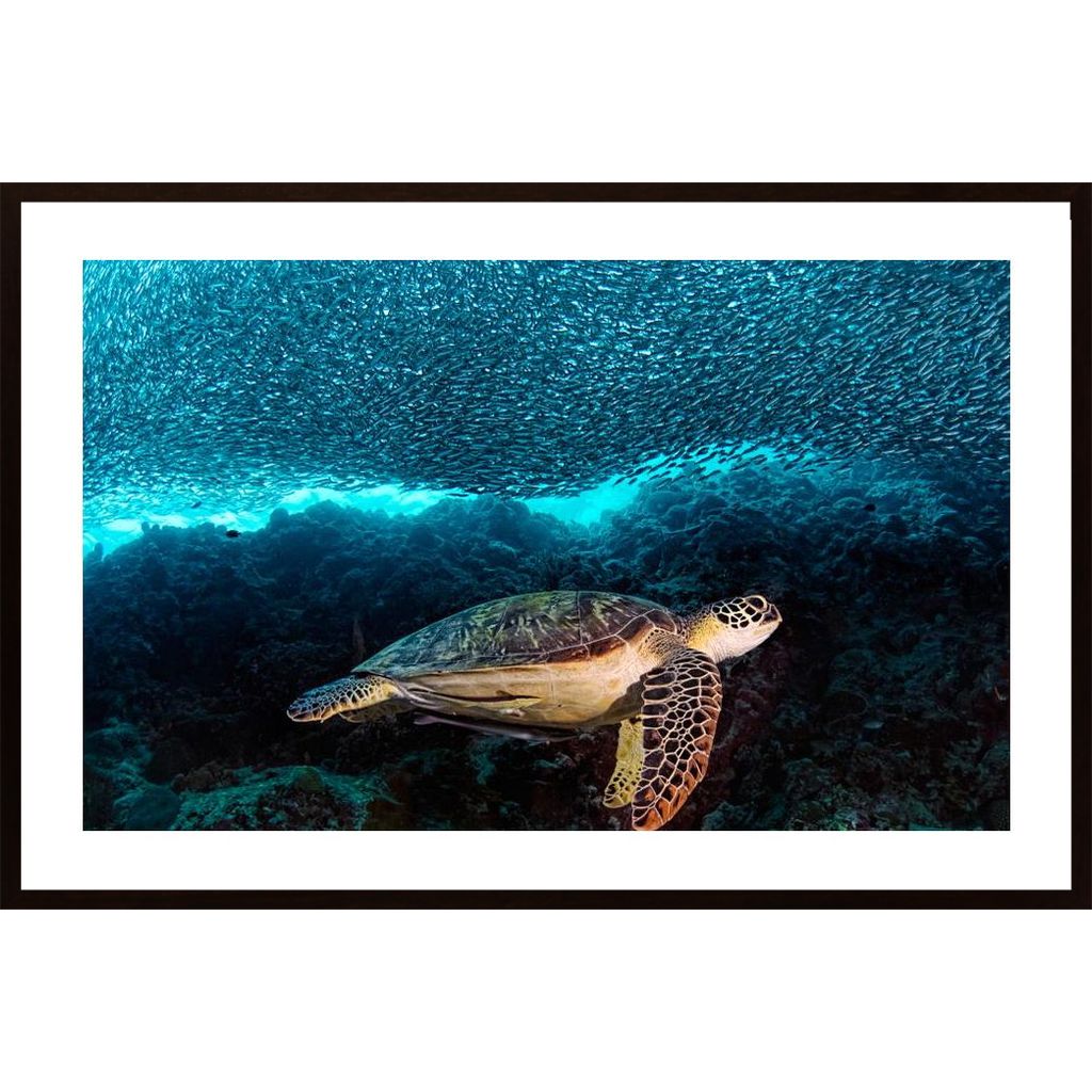 Turtle And Sardines Plakát