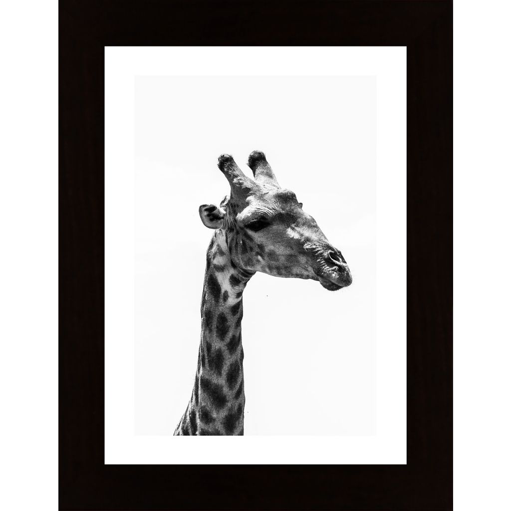 Giraffe Plakát