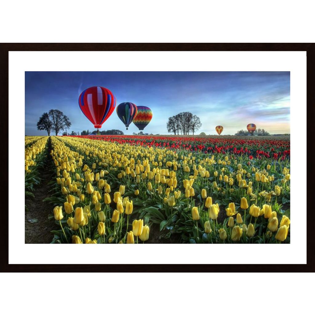Hot Air Balloons Over Tulip Field Poster