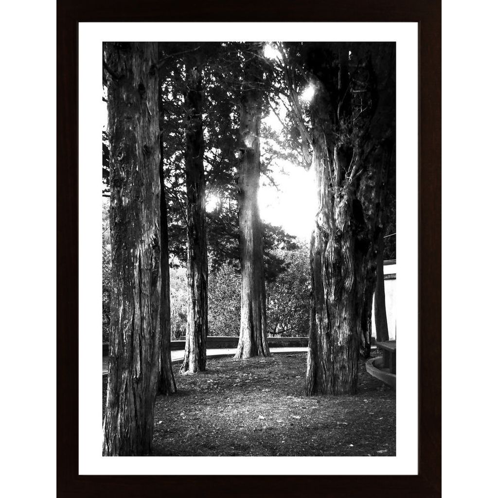 Light And Branches Plakat