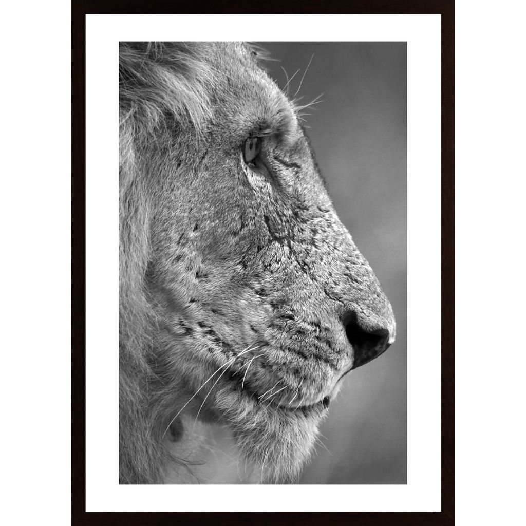 Lion In Profile Affiche
