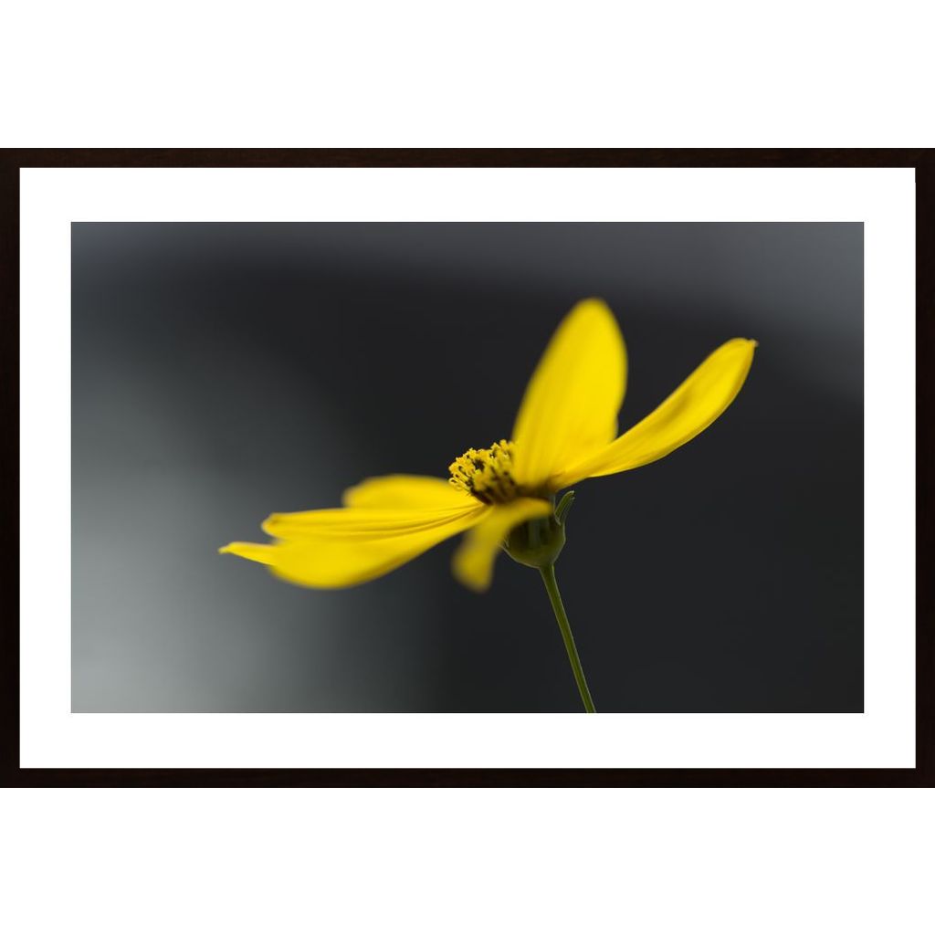 Flower In Yellow Affiche