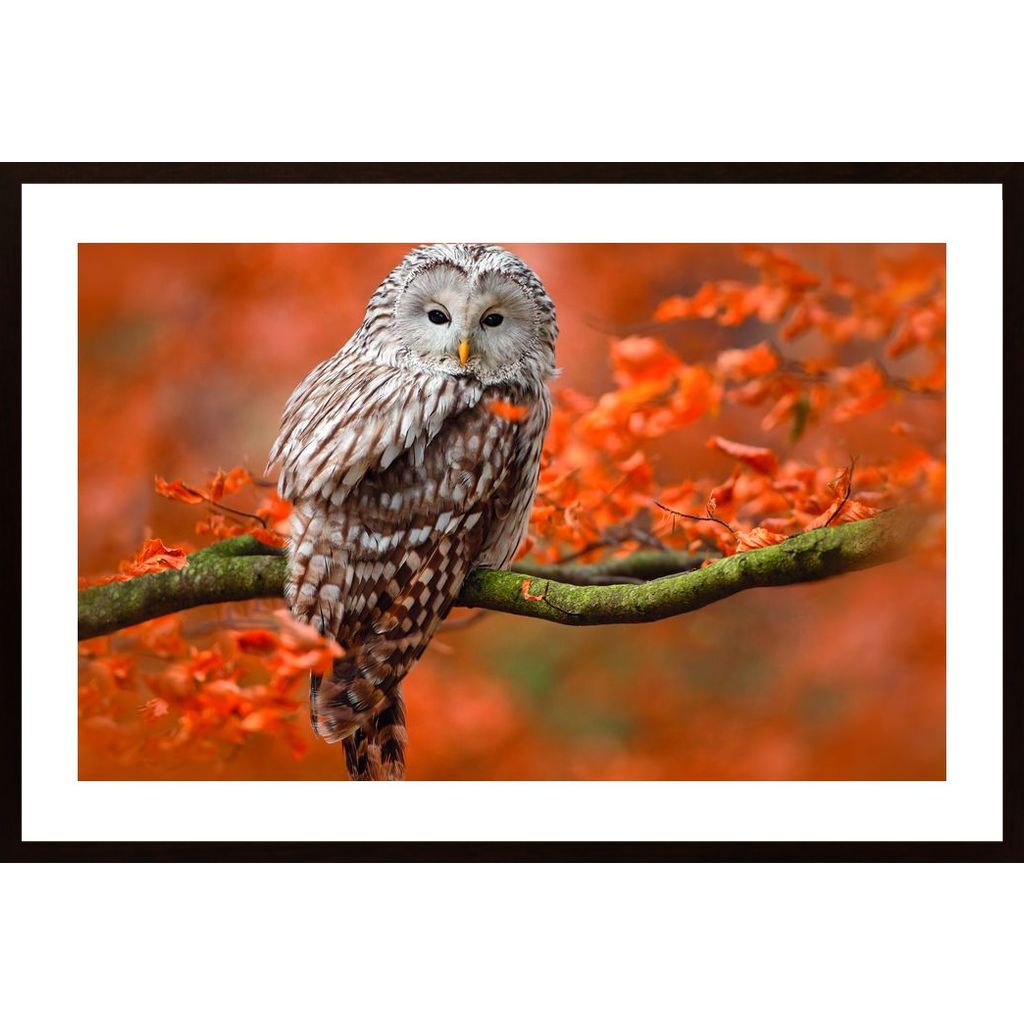 Owl In Autumn Tree Horizontal Plakat