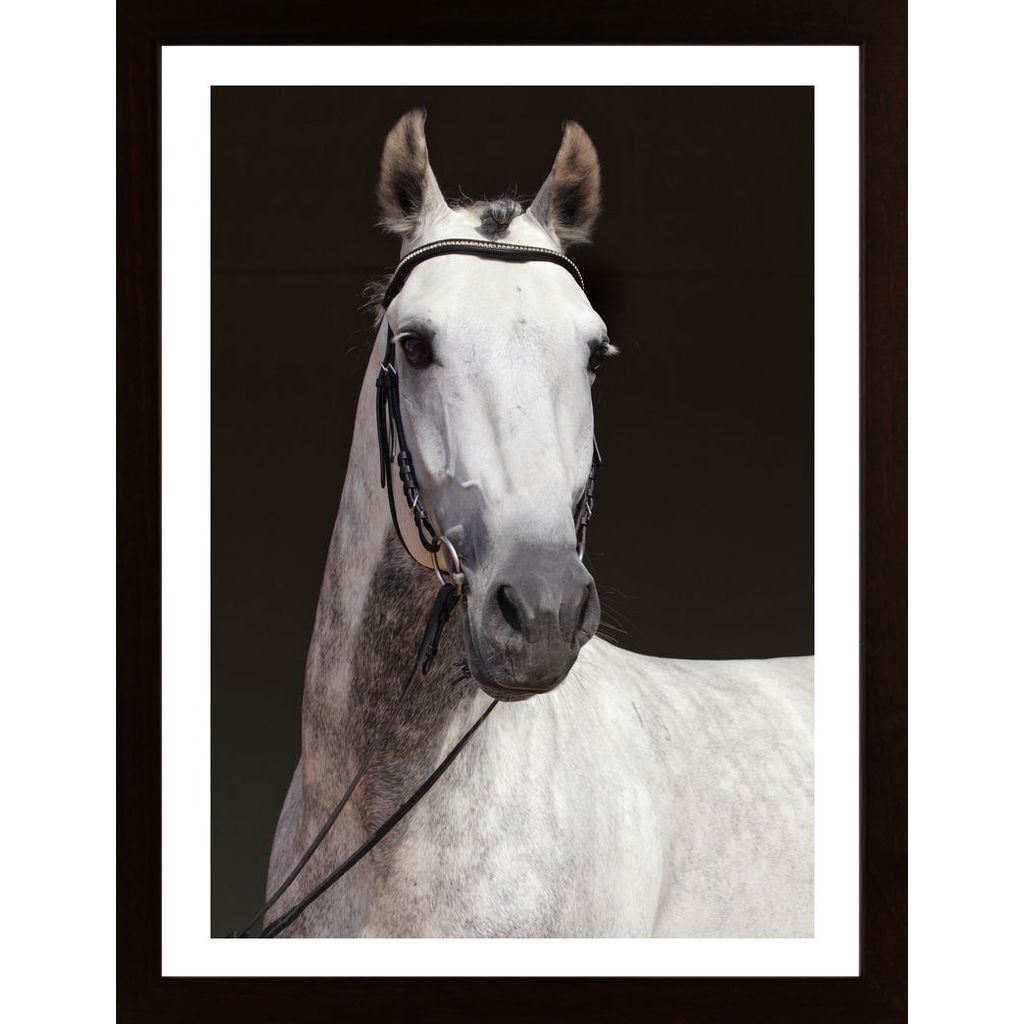 Beautiful Horse Poster