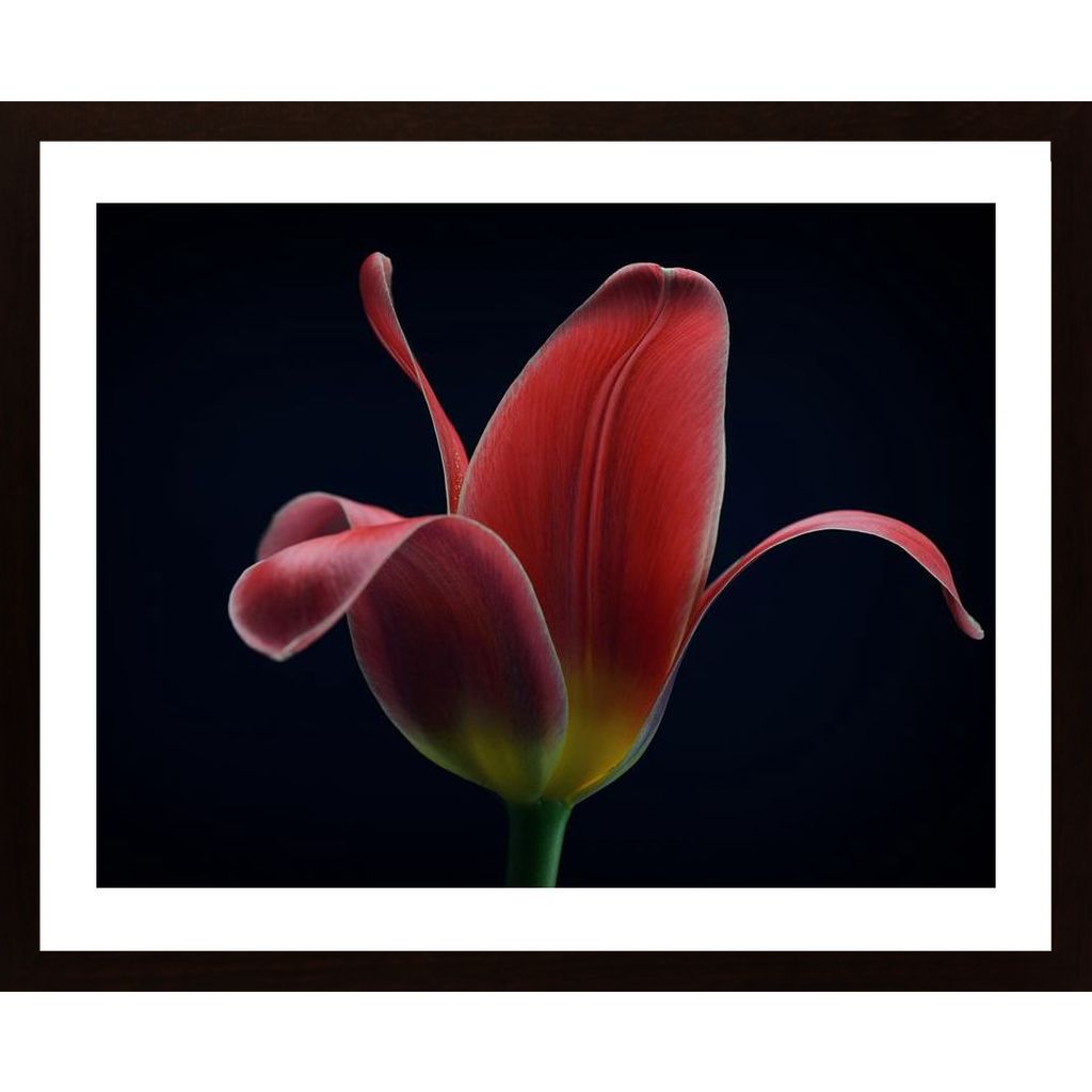 First Tulip Affiche