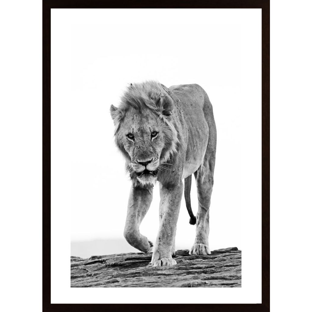 Lion Approaching Poster