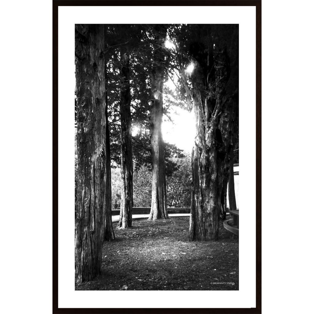Light And Branches Poster