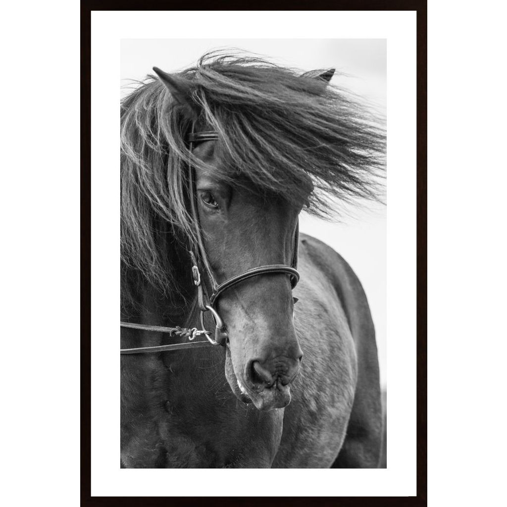 Portrait Horse Plakát