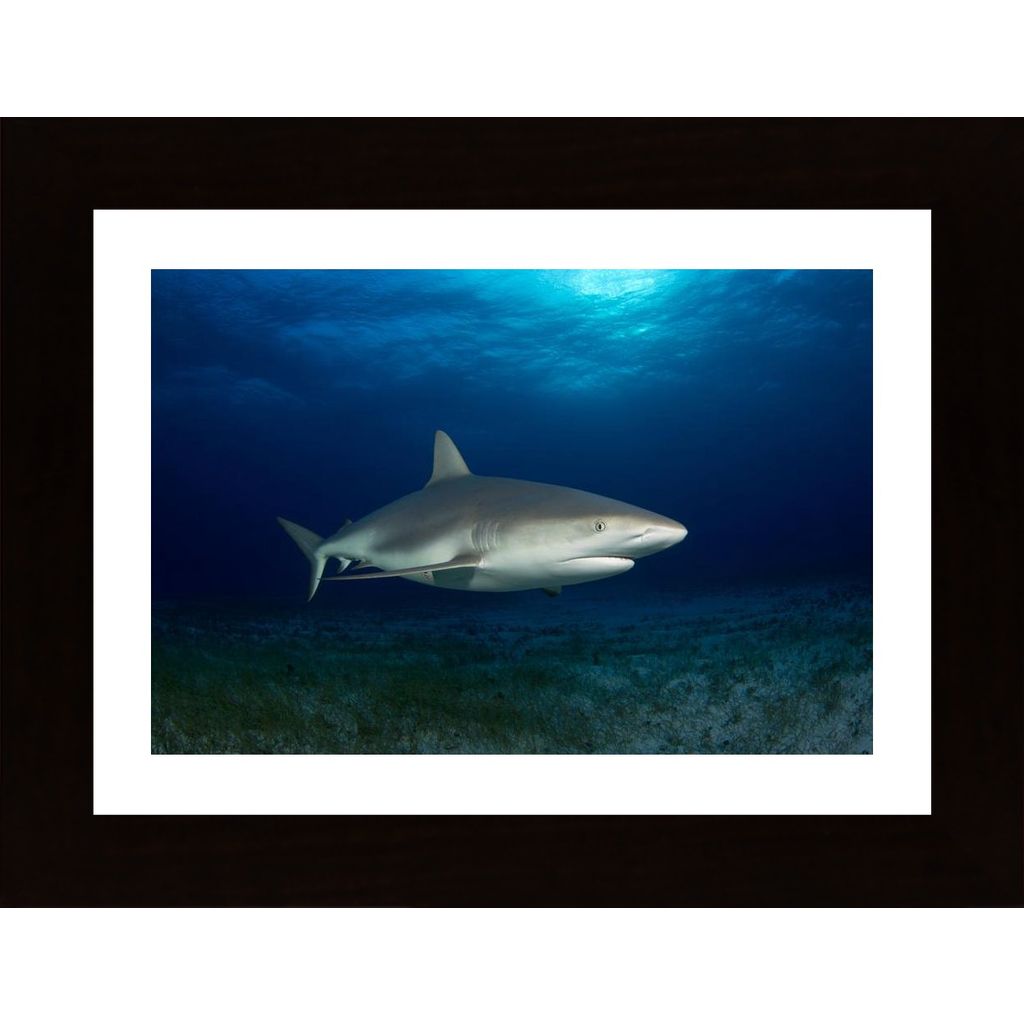 Caribbean Reef Shark Poster