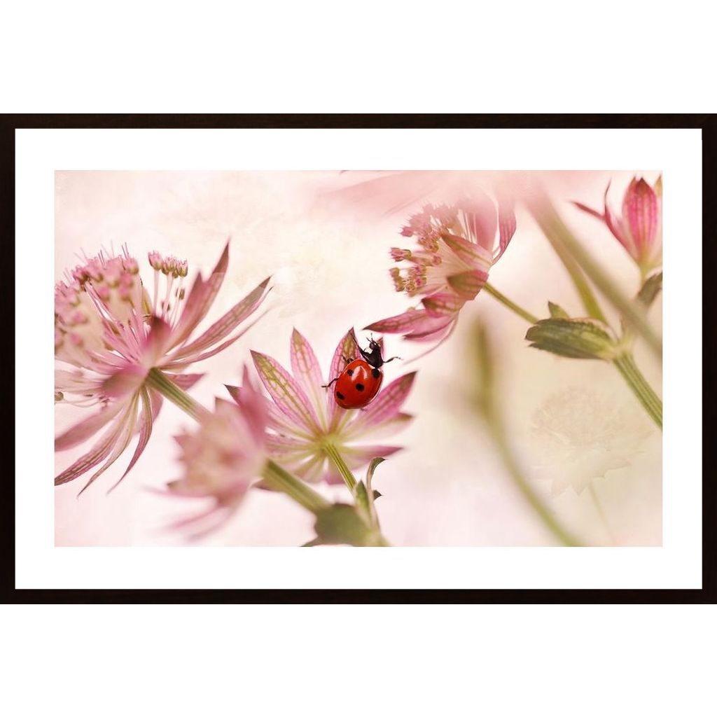 Ladybird And Pink Flowers Affiche
