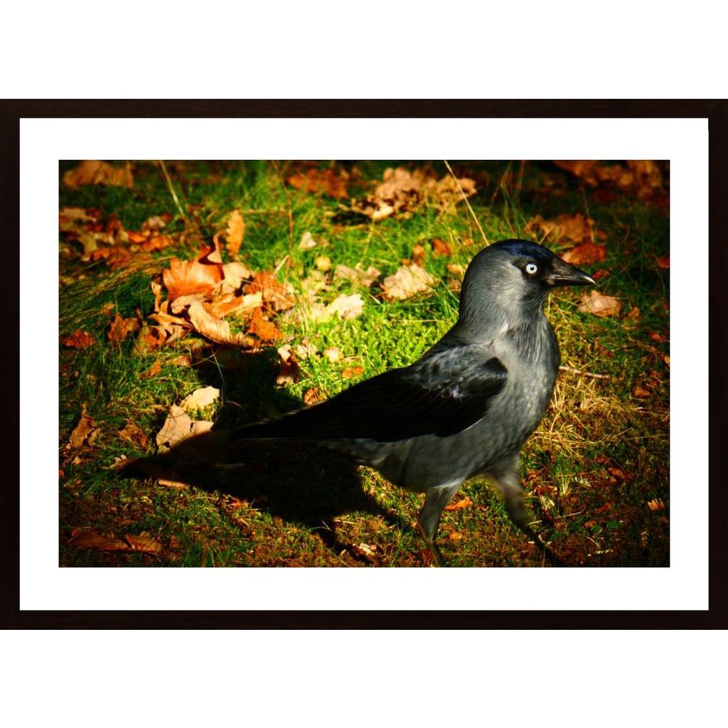 A Jackdaw Poster